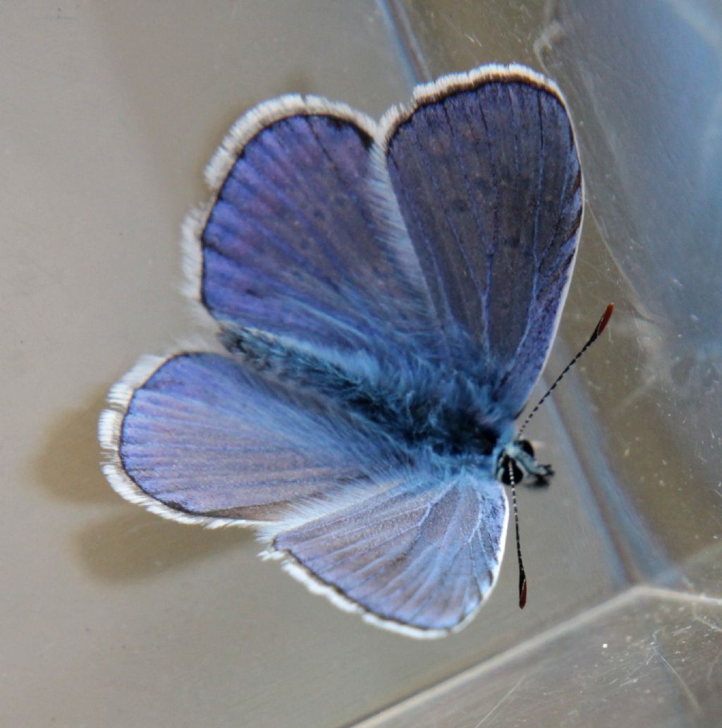 Poluommatus ...?